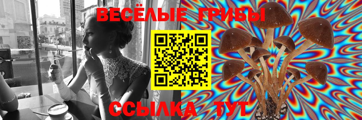 Галлюциногенные грибы Psilocybe Менделеевск